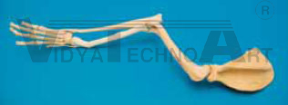 Canine Forelimb, malformation